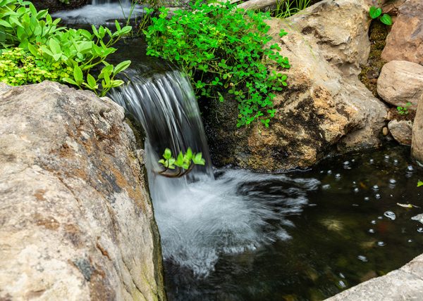 Prospiant-MemphisBotanical--61